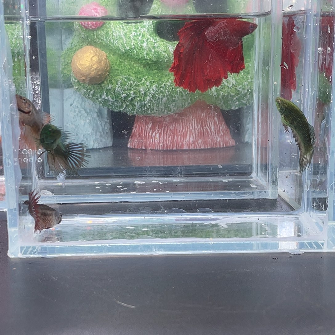 斗鱼6号1225早毒液母4