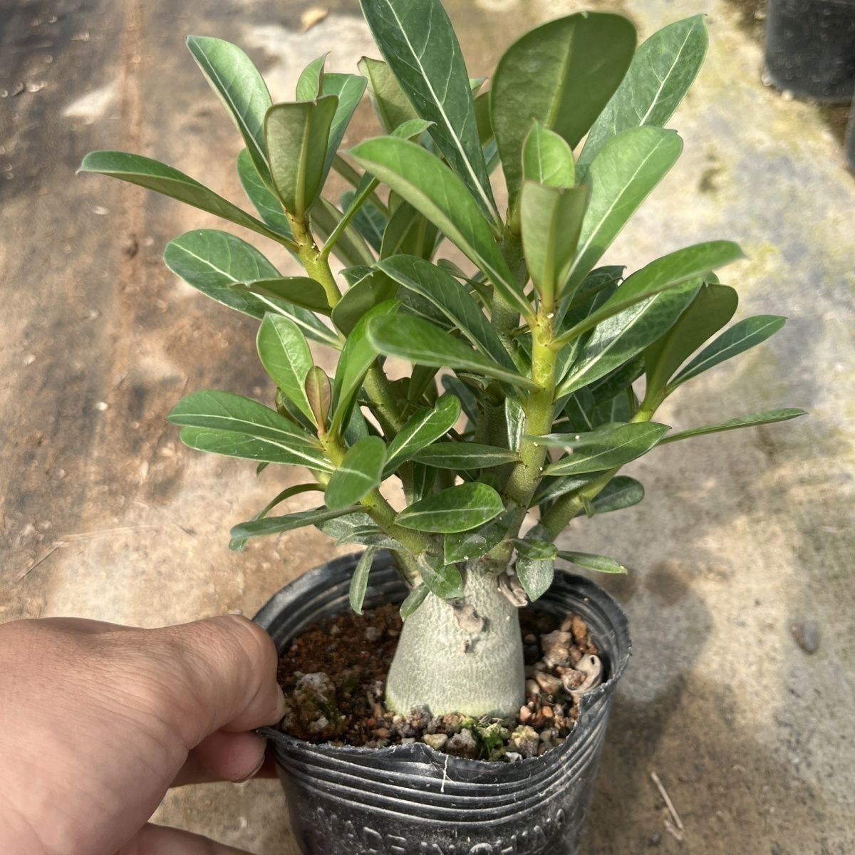 沙漠玫瑰重瓣花苗盆栽四季开花老桩带花苞室内外绿植