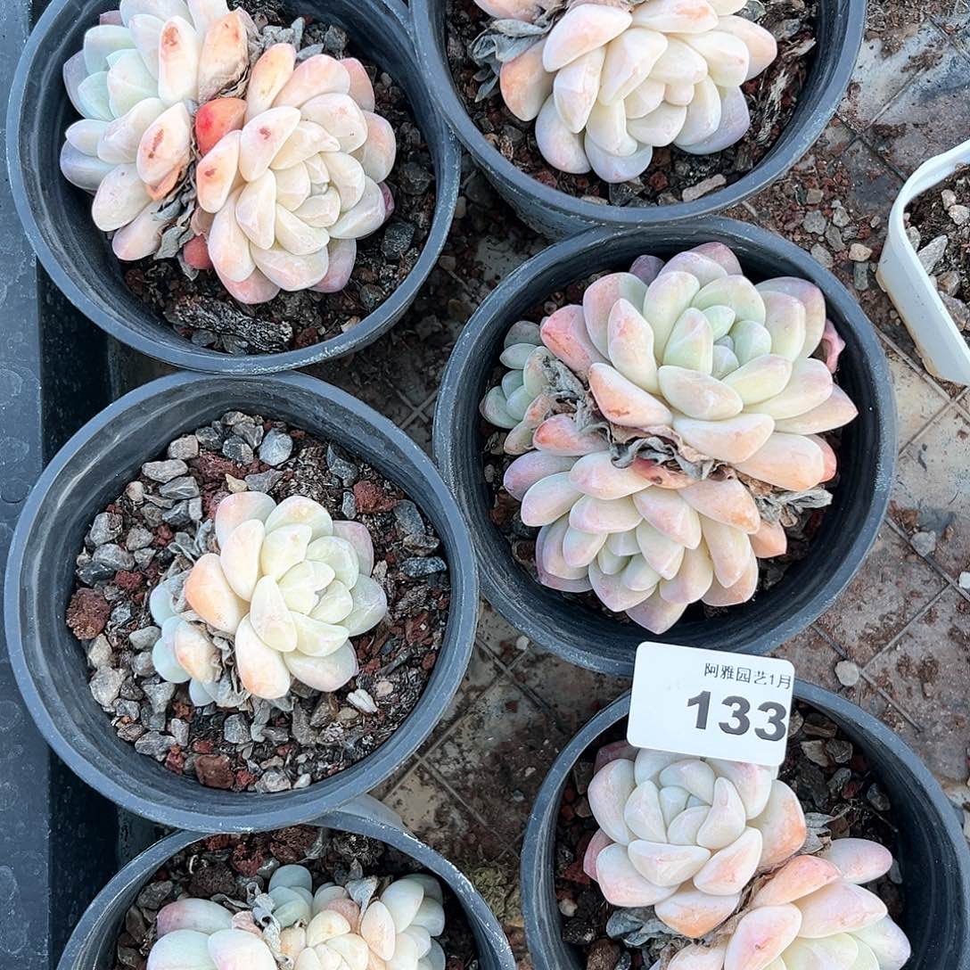 阿雅园艺。        不售后脱土发货124