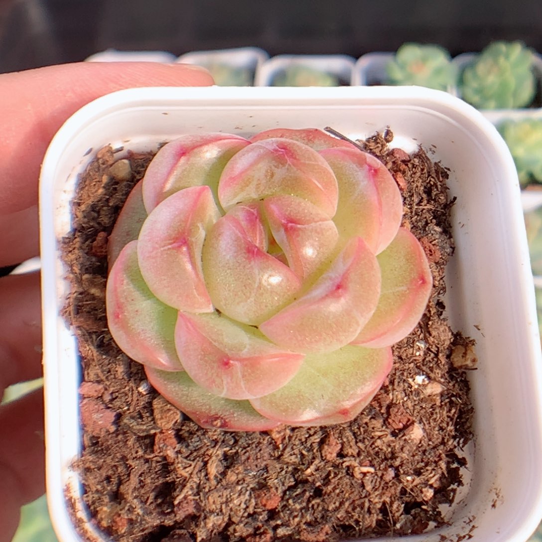 一物一拍精品多肉。珍妮160