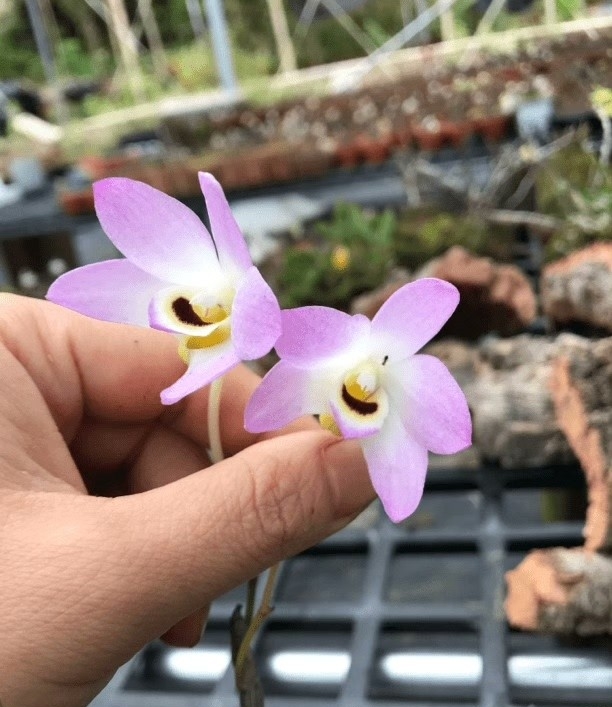 神曲一物一拍小曲茎石斛兰花卉绿植适合室内阳台庭院的盆栽