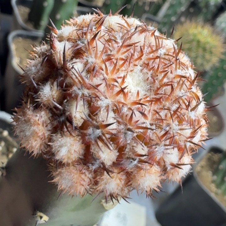 仙人球多肉植物花卉。 粉黛