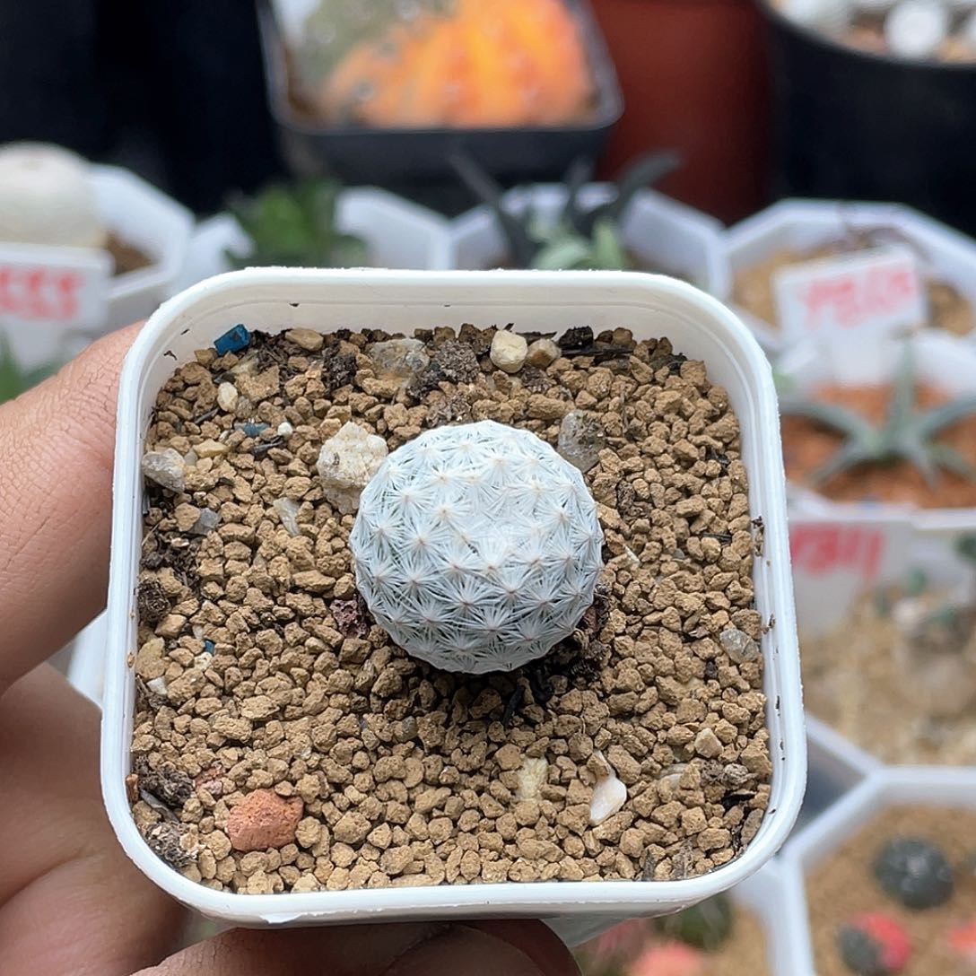 实生日系大玉白鸟仙人球