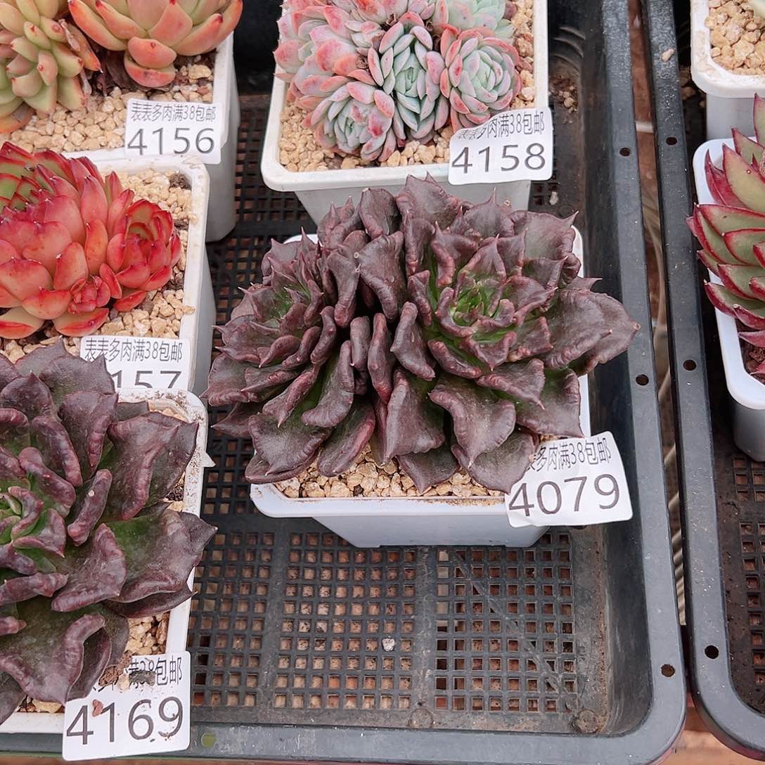 小***庄无花朵多肉一物一拍植物4079