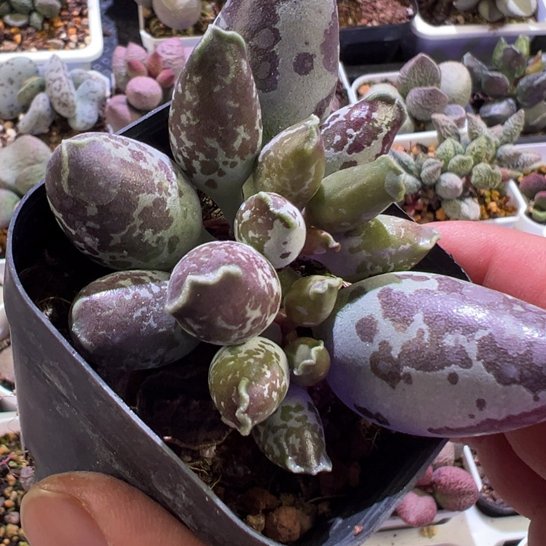 大连斑款海豹大胖子