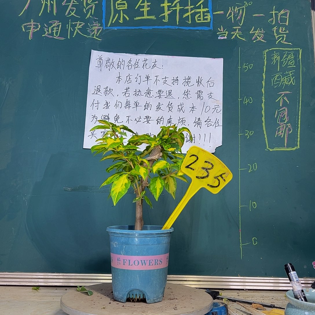 当前无花栽培后可以开花 粗杆  金心双色？  235