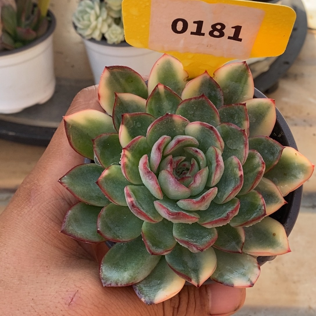 181雨燕座哈哈哈哈哈