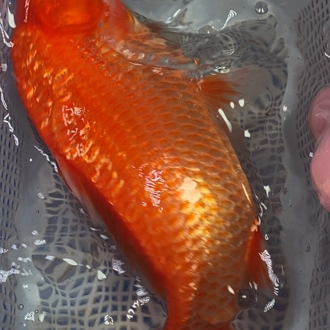 海水鱼锦鲤（无开箱视频不售后）