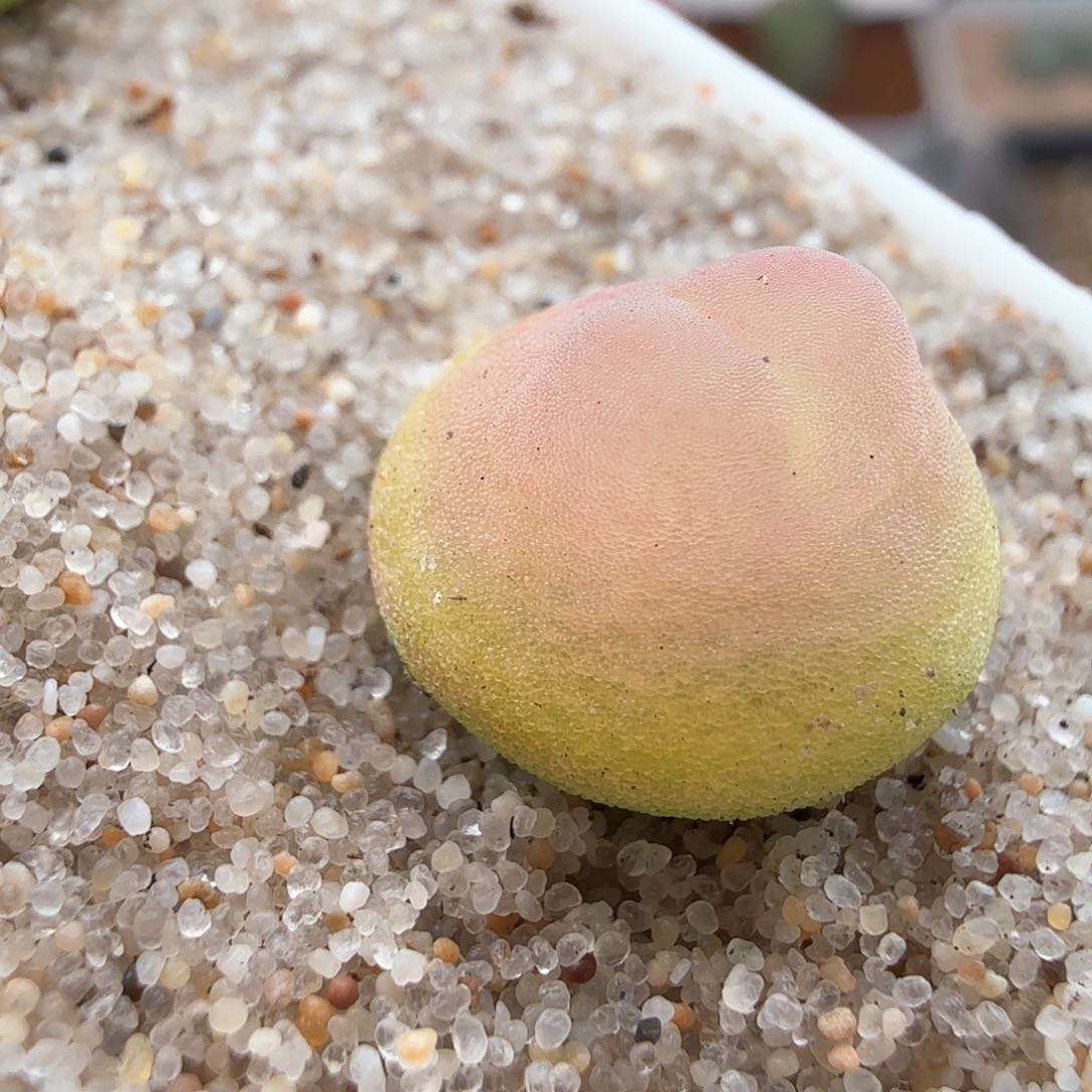 2.20.15/1.2厘米紫皮拉登3.5年