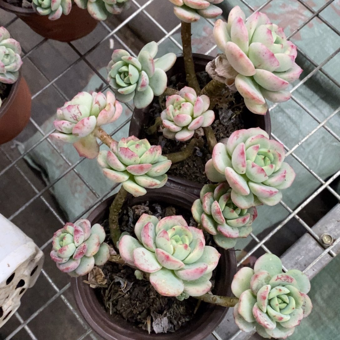 香草整桩两盆，120杯