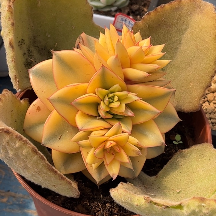 麒麟座锦一物一拍