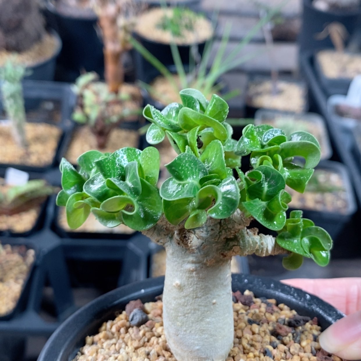 【闪购商品】卡汉羊角