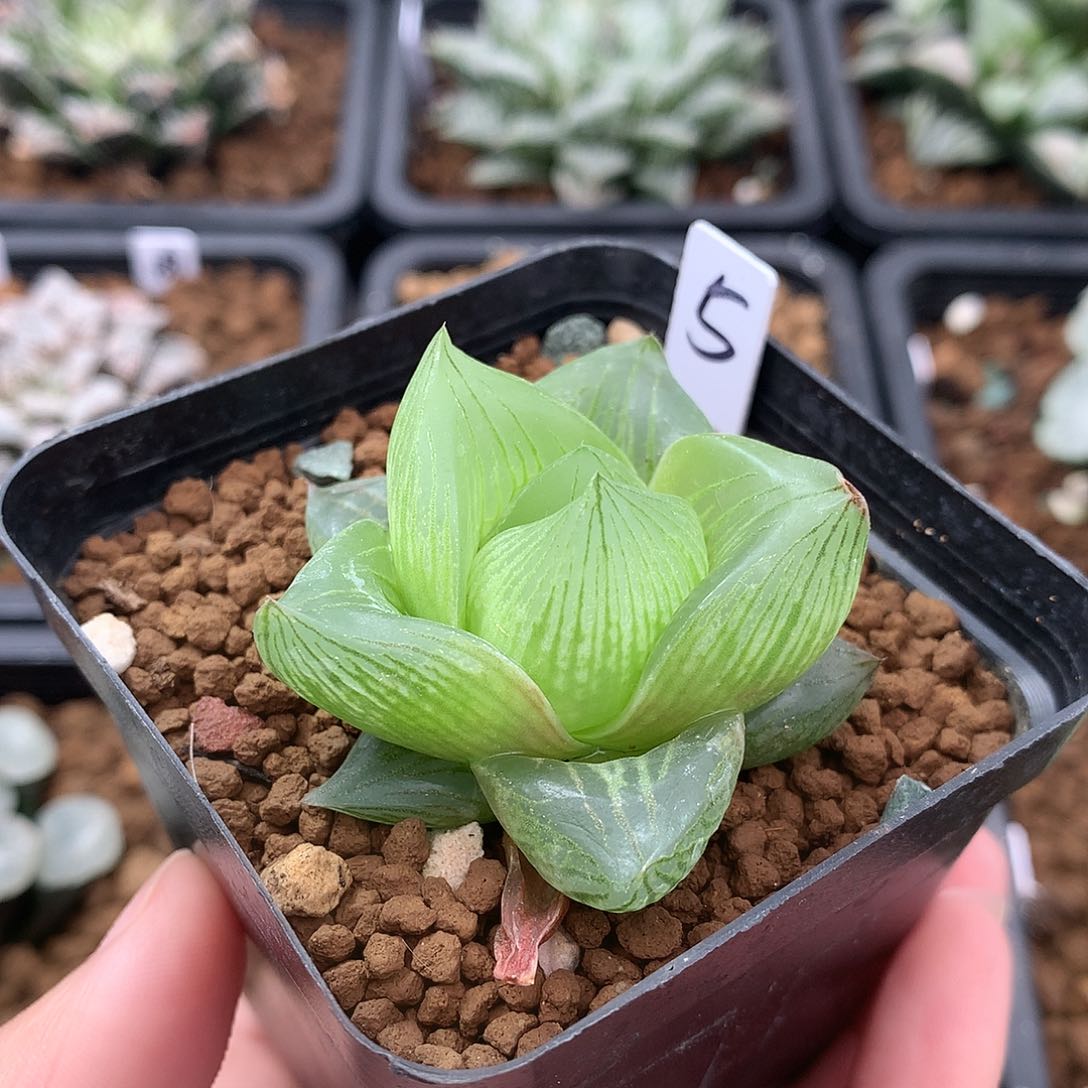 蜜桃玉露寿一物一拍