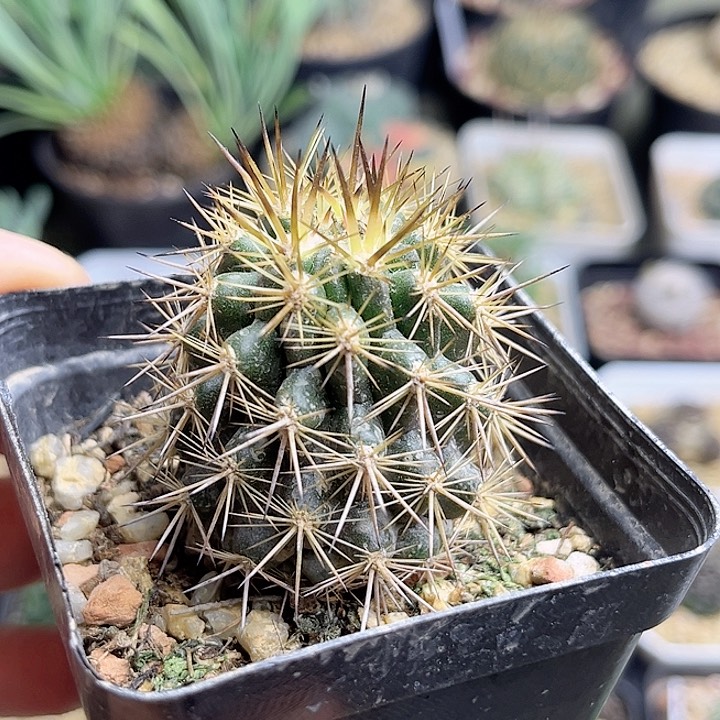 逆龙丸实生一颗一颗