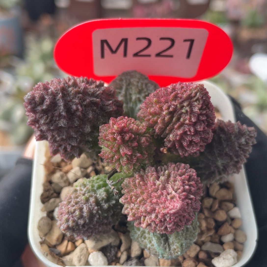       朱紫玉。  221。    