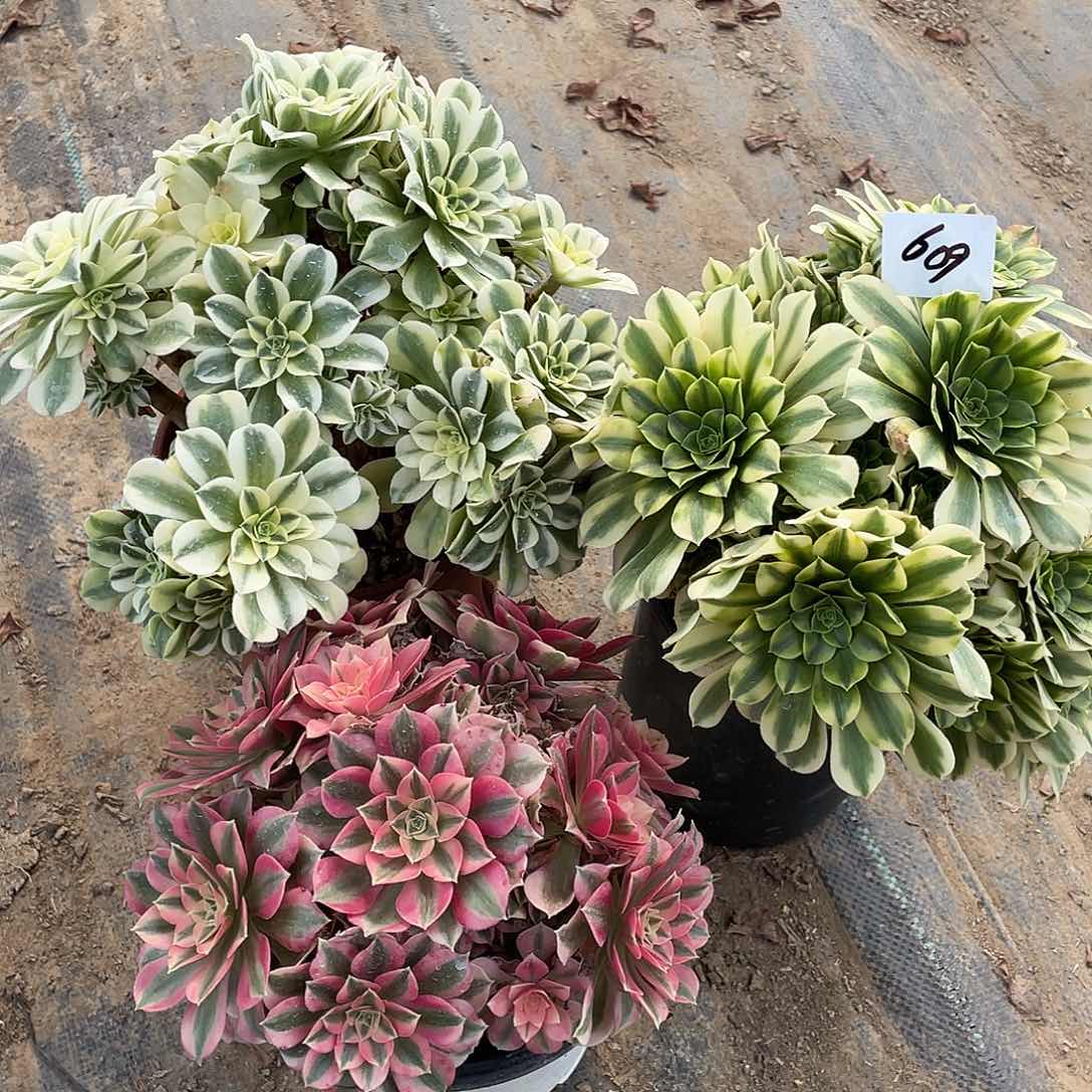 609法师植物组合