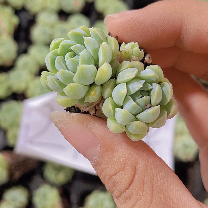 94精品羊脂球2米3颗