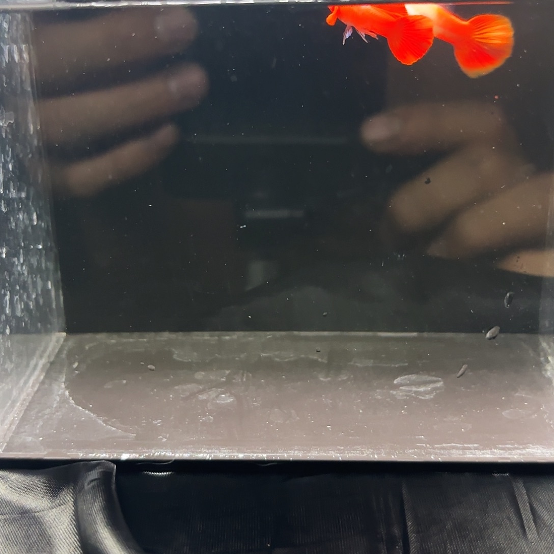 海水鱼双分水一对