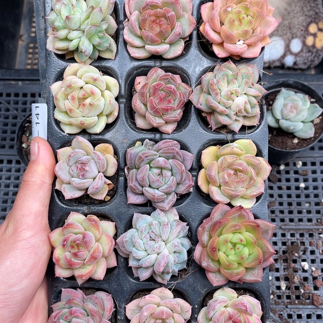 多肉一物一拍21-141