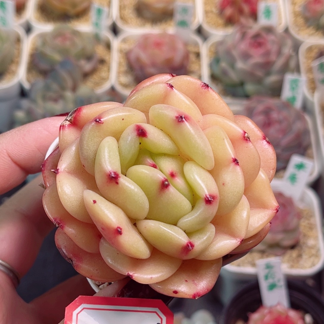 G436一物一拍 早安