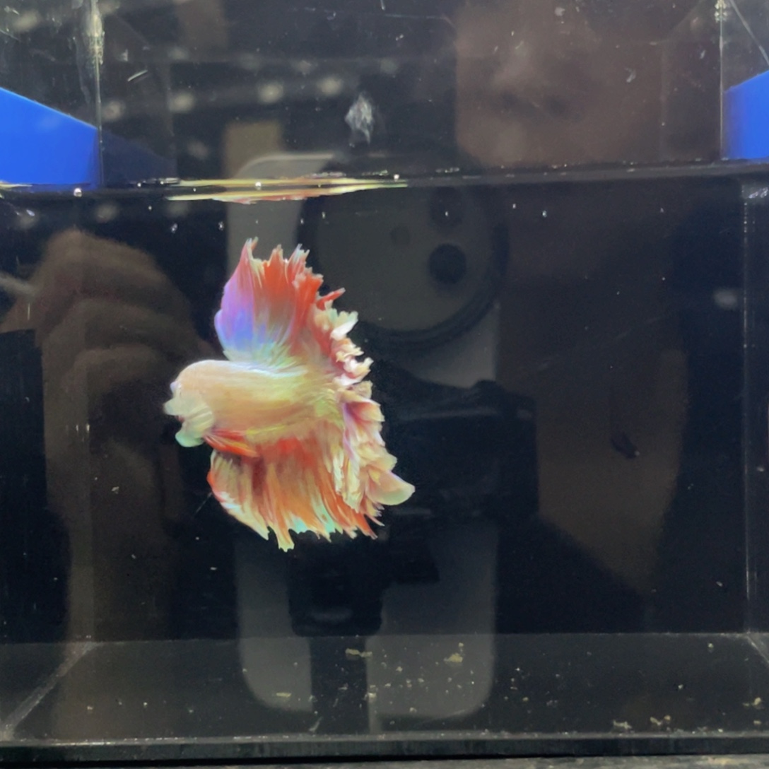 斗鱼哈哈哈哈哈傻509