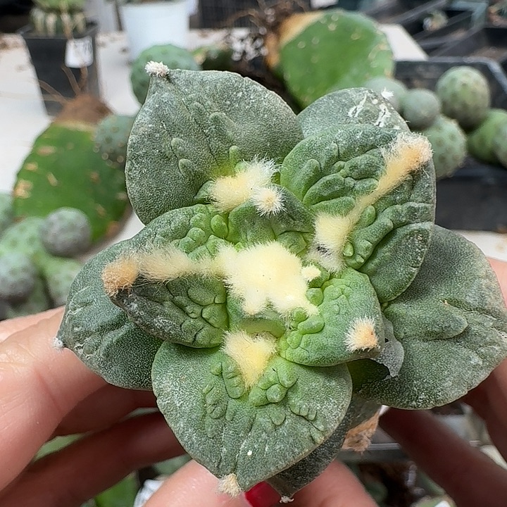 无花朵大尤白肌怒涛牡丹757