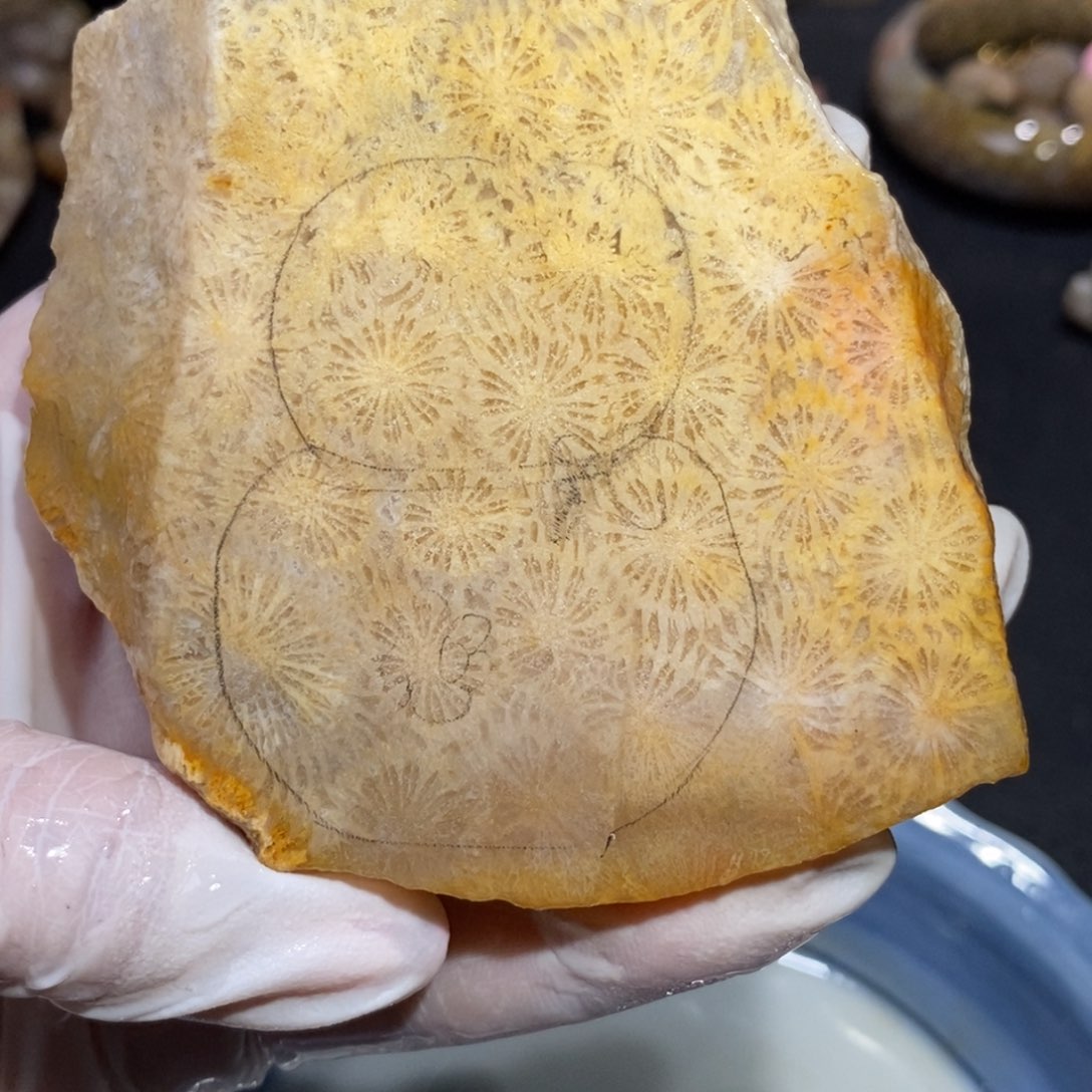 【闪购商品】硅化玉珊瑚玉未镶嵌