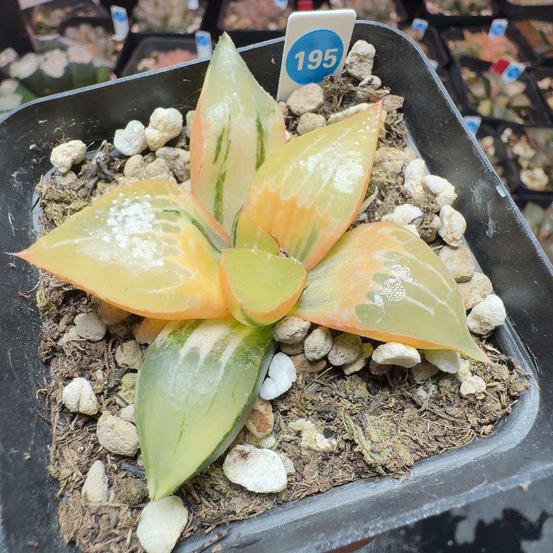 恭喜发财酒吞童子糊版0195