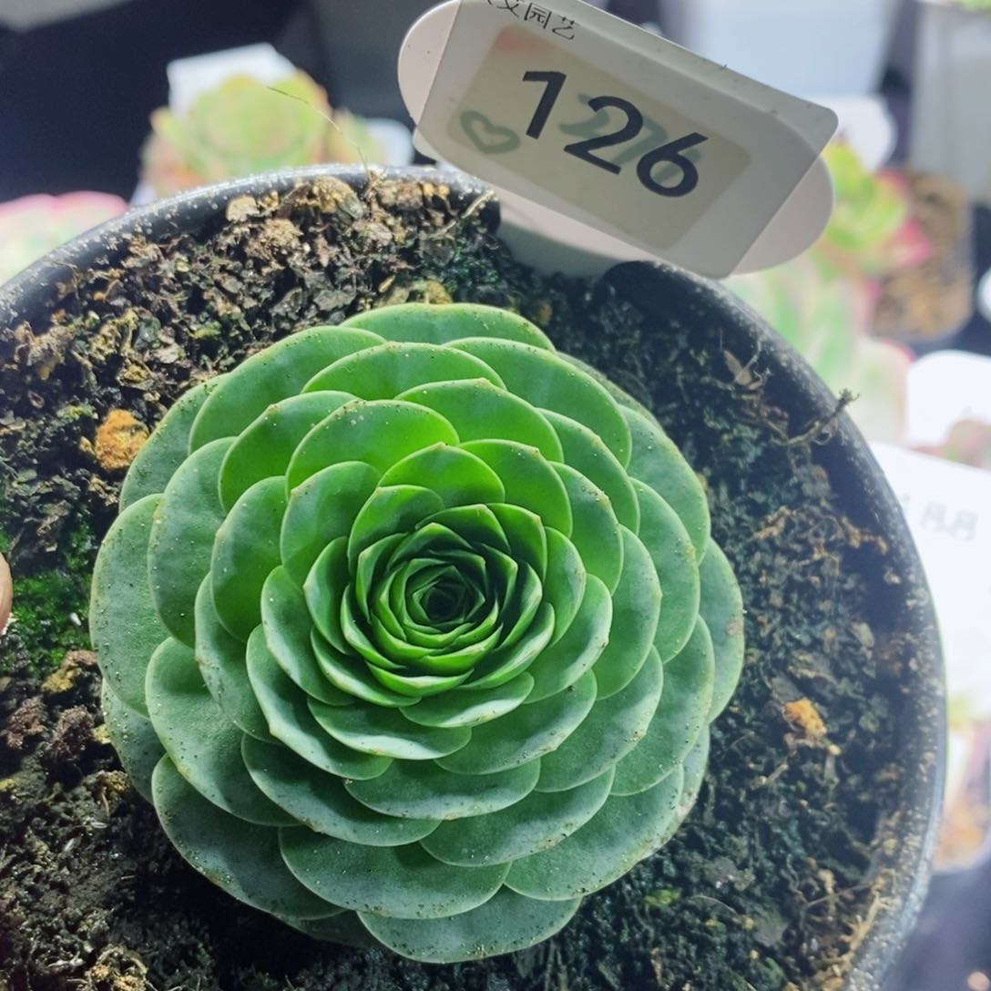 126好看毛帕 山地玫瑰