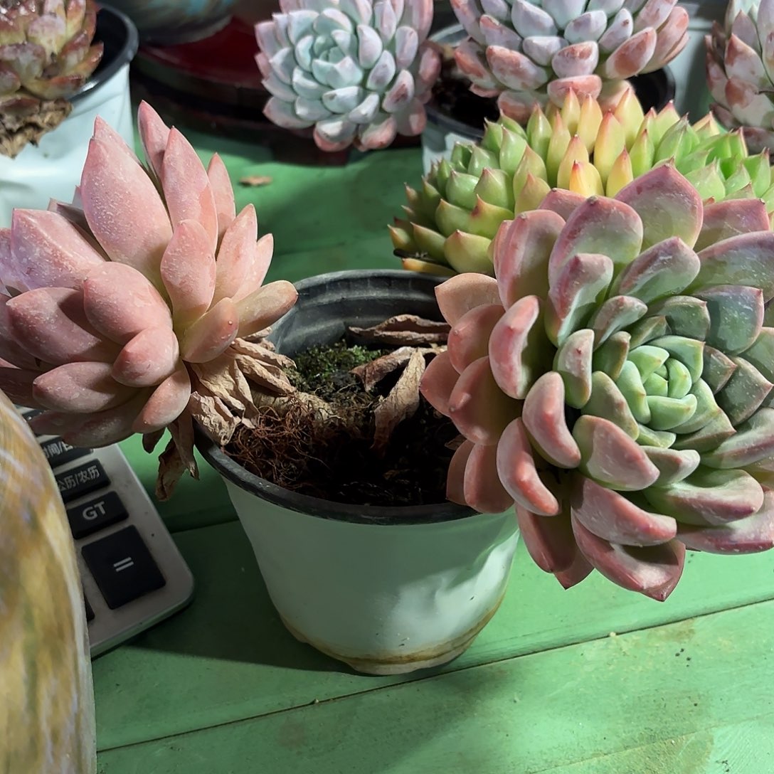 多肉植物提取技术和植物