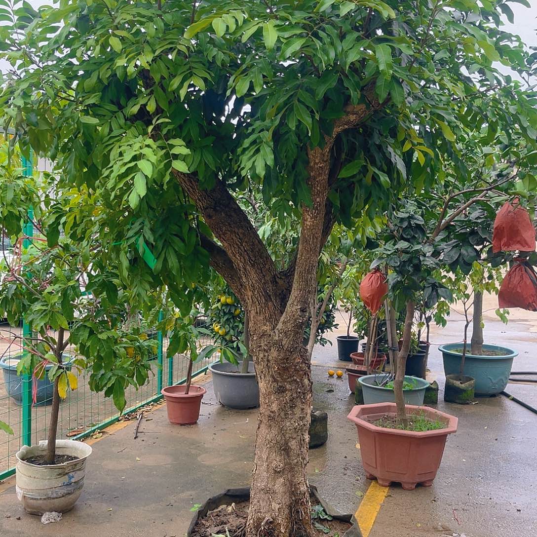 清***完全开放果树果树11111