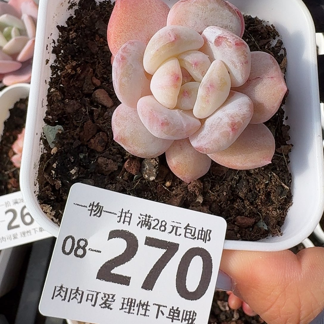石化橙梦露无盆土发货无盆