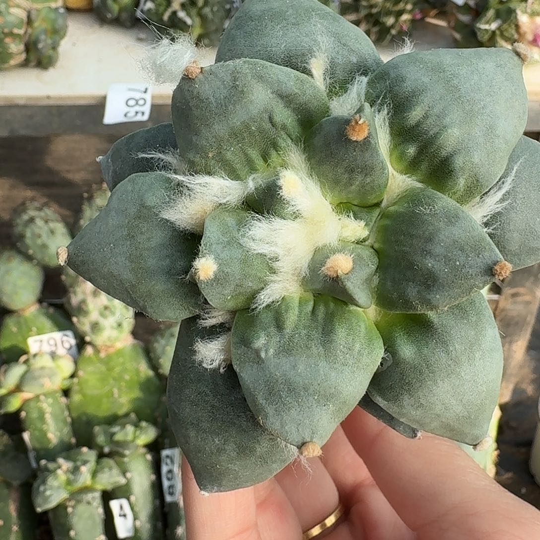 无花朵村怒潜力股900