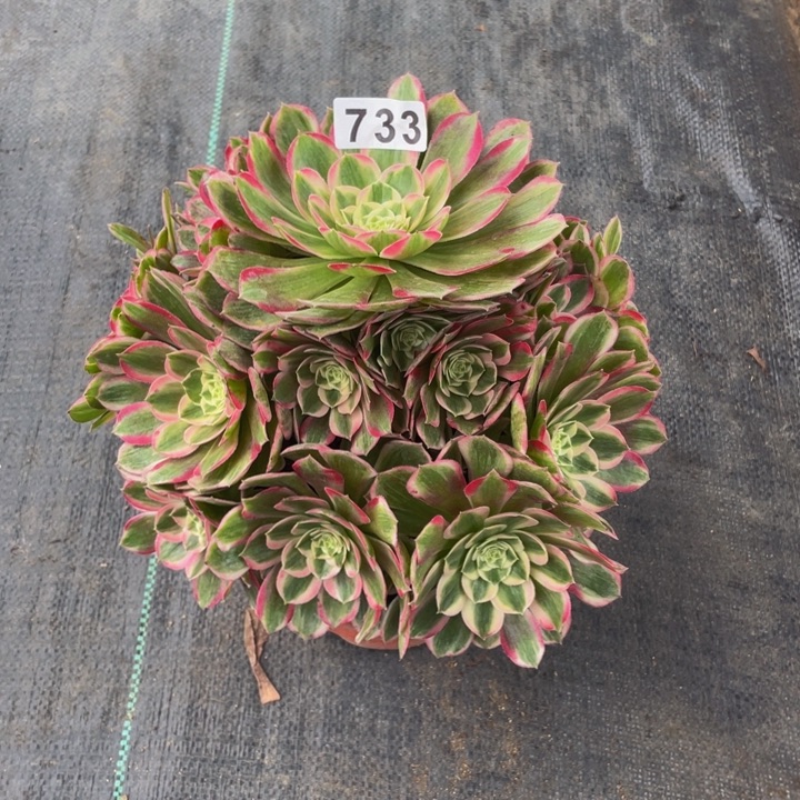 733老庄多肉法师孔雀翎