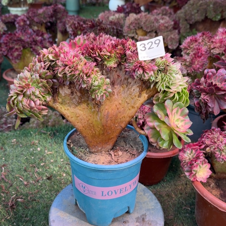 荔枝法师锦缀化整板329