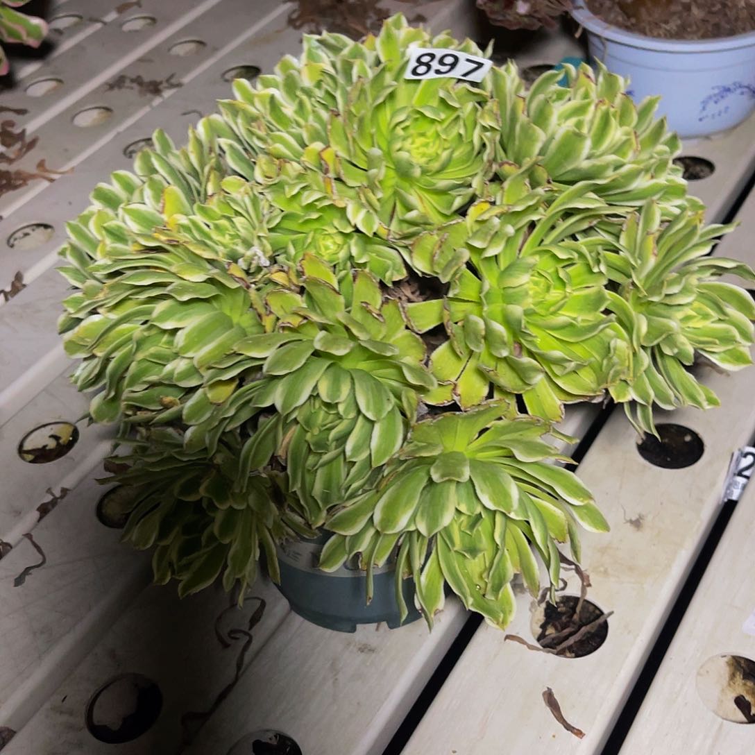 法师法师7–38。包邮法师