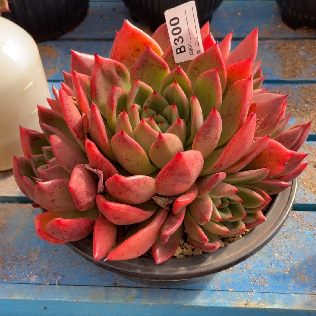 无花朵若茹东云单拍B300