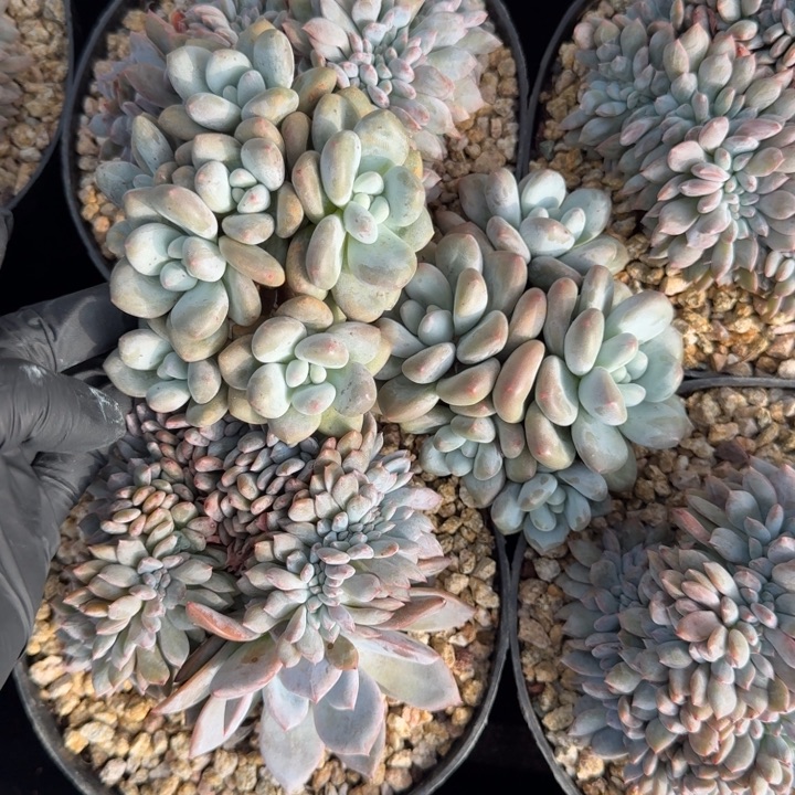 两颗一起的一物一拍的