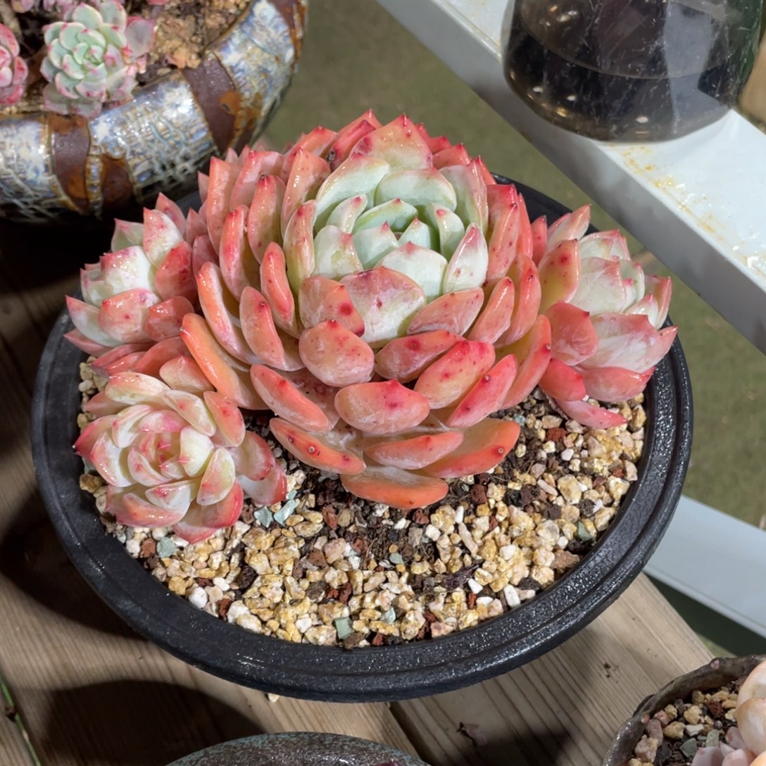 豆总多肉蓝眼睛群