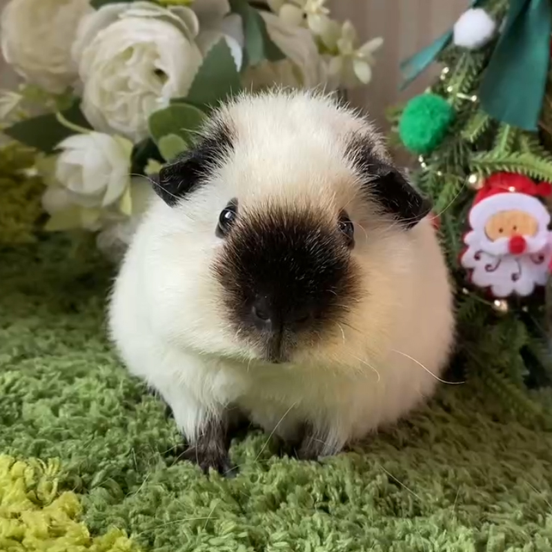 25480荷兰猪豚鼠活体宠物天竺鼠直播挑选泰加弟弟生日：9-21（C18）