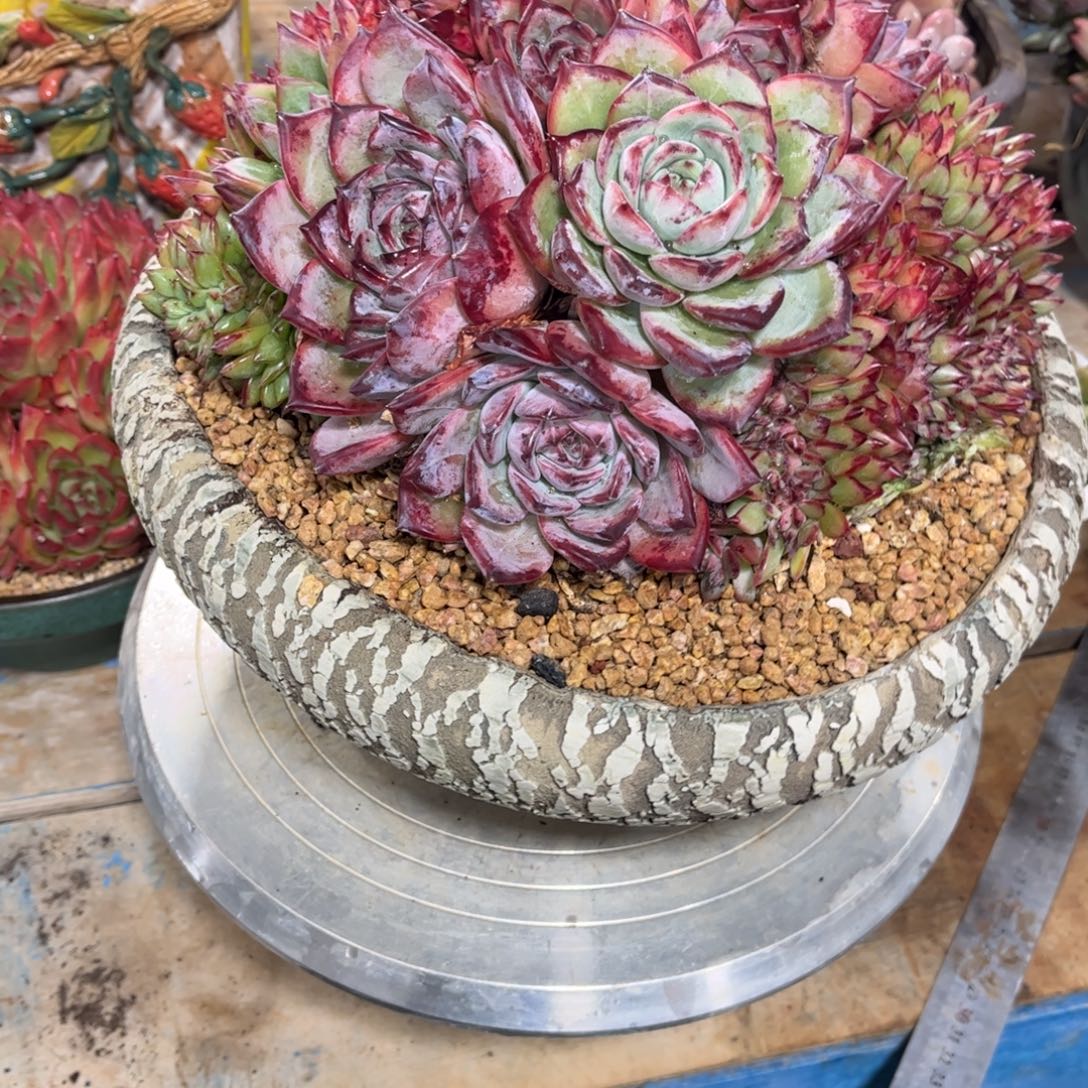 森***＊多肉植物保护研究所所长的