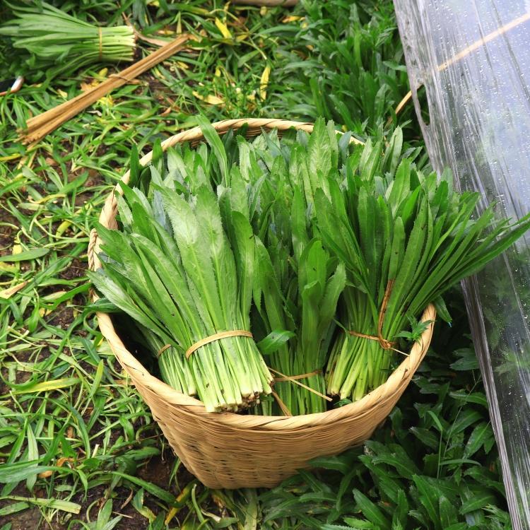 云南新鲜蔬菜调味芫荽香料新鲜采摘大香菜泰国食用缅芫荽缅甸香菜