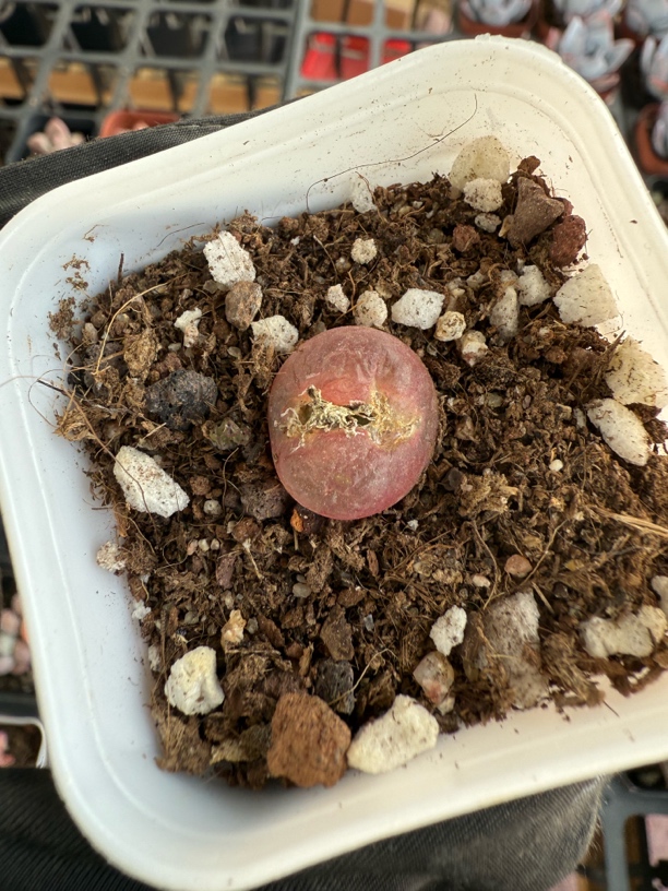 精品毛汉尼多肉植物