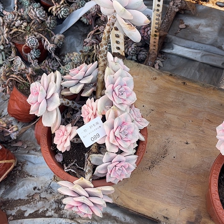 抖***哈紫乐粉锦，有瑕疵，介意勿拍