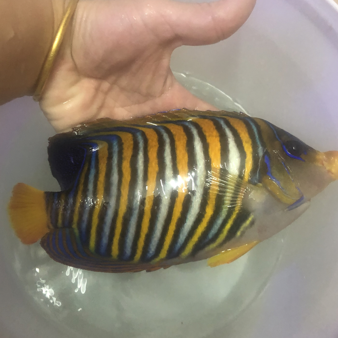 金毛巾鱼 皇帝神仙鱼 活体海水鱼 大型海缸观赏宠物鱼 快递包活