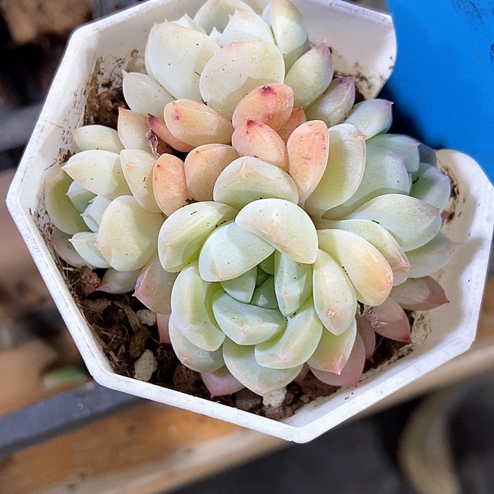 多肉植物太妃糖7259