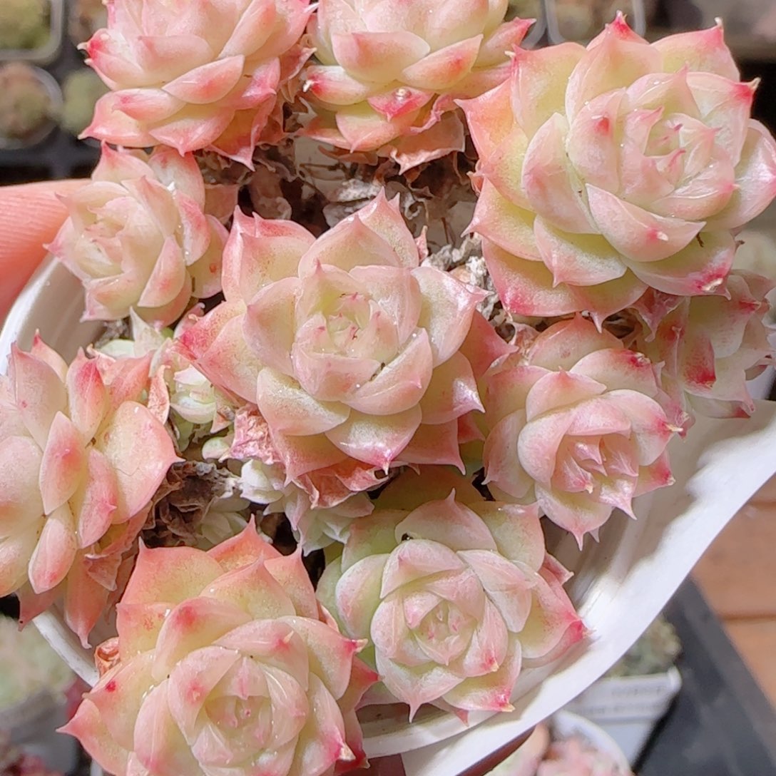 花语多肉1208-89散