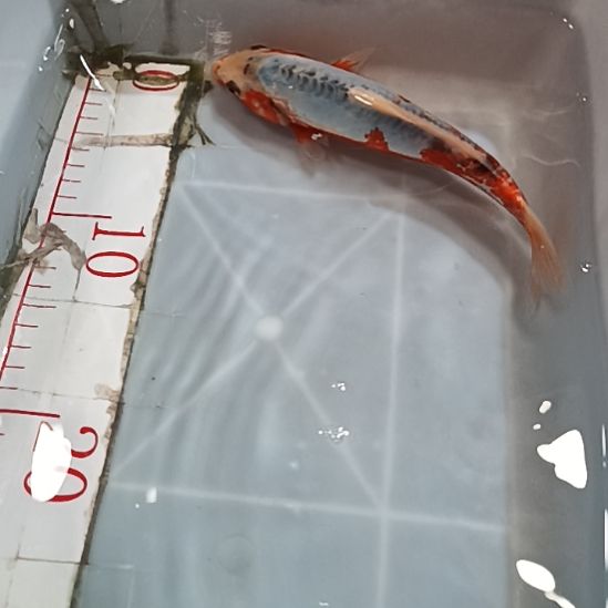 海水锦鲤冷水鱼好养耐活