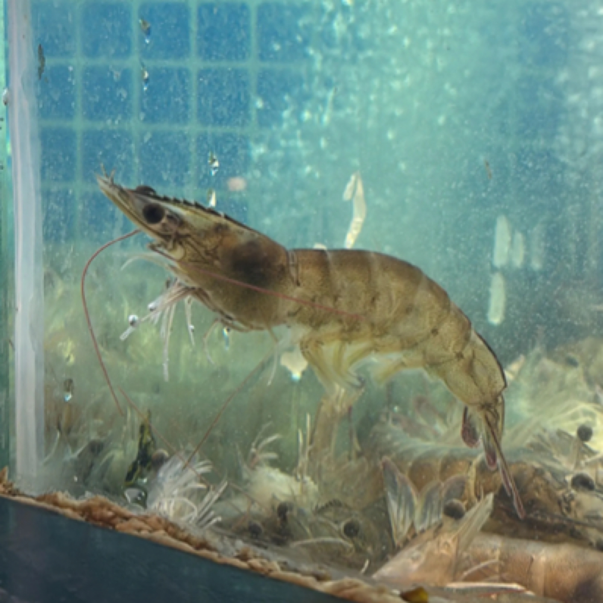 基围虾（鲜活）500g