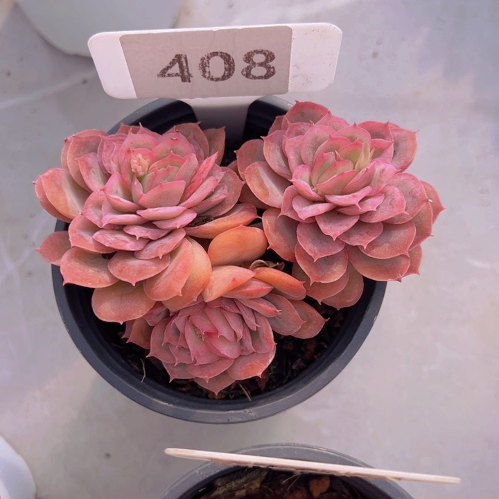 健健康康平平安安